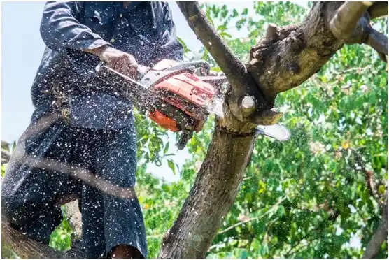 tree services Pecan Hill